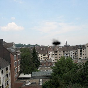 Fly