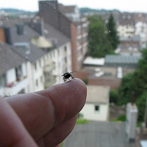 Fly