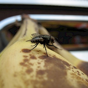 Fly