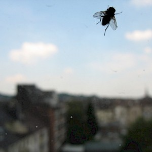 Fly