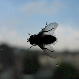 Fly