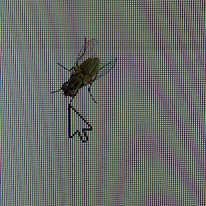 Fly