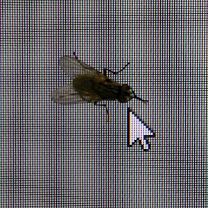Fly