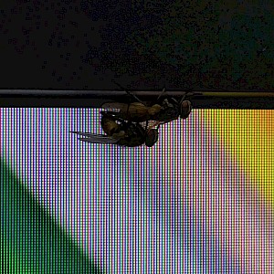 Fly
