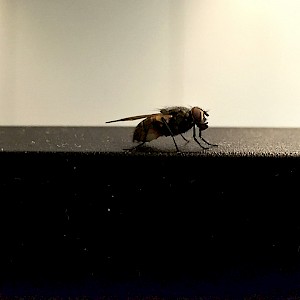 Fly