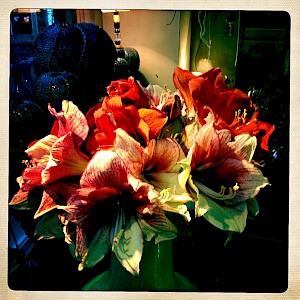 Flowers 2013