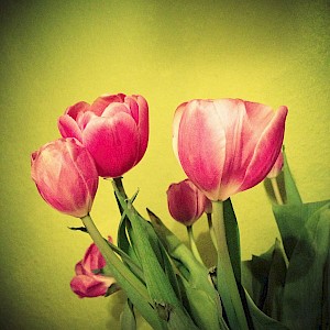 Flowers 2013