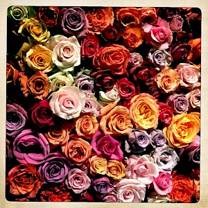 Flowers 2013