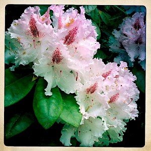 Flowers 2013