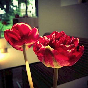 Flowers 2013
