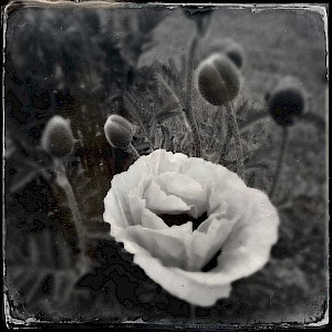 Flowers 2013