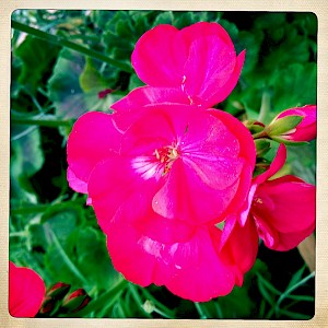 Flowers 2013