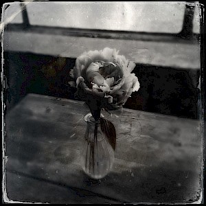 Flowers 2013