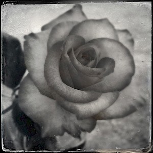 Flowers 2013