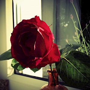 Flowers 2013