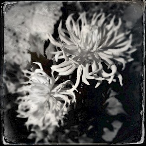 Flowers 2013