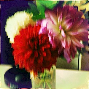 Flowers 2013