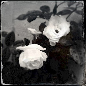 Flowers 2013