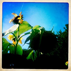 Flowers 2012